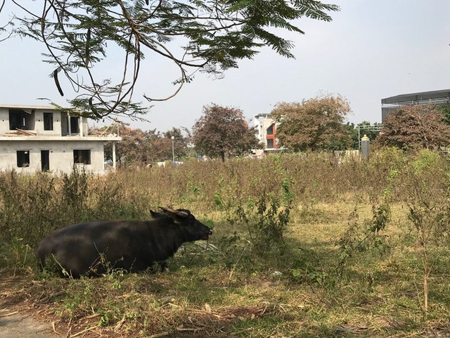 Loạn thị trường bất động sản: Thủ phạm là các chủ đầu tư dự án phân lô bán nền? - Hình 2 Loan thi truong bat dong san: Thu pham la cac chu dau tu du an phan lo ban nen?-Hinh-2