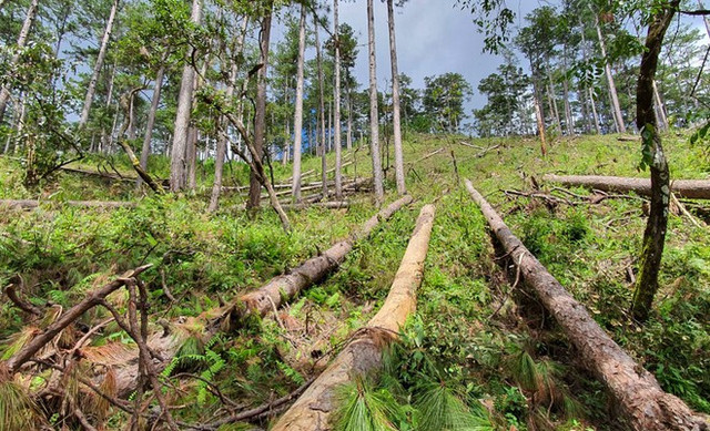 Vụ làm mất 320 ha rừng ở Đắk Nông: Công ty Hoàng Ba sai phạm thế nào? Vu lam mat 320 ha rung o Dak Nong: Cong ty Hoang Ba sai pham the nao?