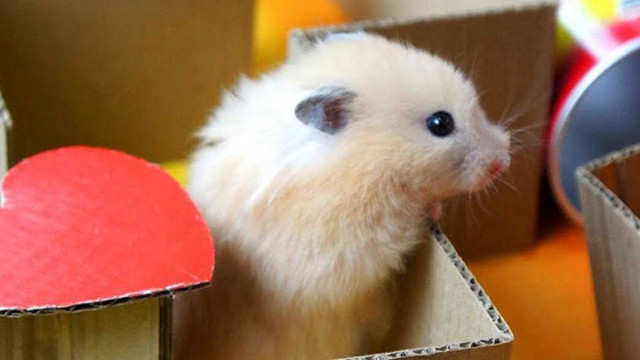 Hành khách mang theo chuột trên chuyến bay từ Sài Gòn đi Thanh Hóa - Hình 2 Hanh khach mang theo chuot tren chuyen bay tu Sai Gon di Thanh Hoa-Hinh-2