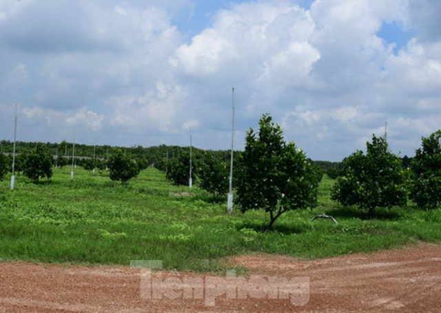 Bình Dương lập đoàn thanh tra nông trại rộng gần 153 ha đất - Hình 2 Binh Duong lap doan thanh tra nong trai rong gan 153 ha dat-Hinh-2