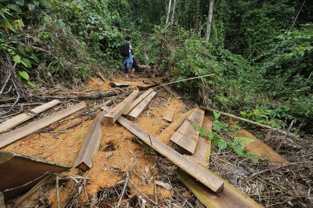 Yêu cầu Quảng Nam làm rõ vì sao rừng tự nhiên đột ngột giảm 2.850 ha Yeu cau Quang Nam lam ro vi sao rung tu nhien dot ngot giam 2.850 ha