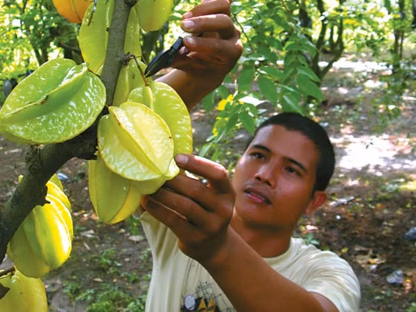 Đối với người thận hư, khế sẽ làm tổn thương cầu thận, nó giống như một quả bom hẹn giờ, không biết lúc nào sẽ nổ, vì vậy người thận hư càng không nên ăn khế.