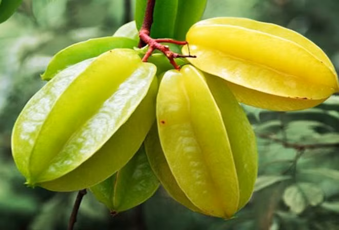 Thứ hai, không nên ăn khế. Nam giới nên chăm sóc thận tốt và tránh xa một số loại trái cây không tốt cho thận, ví dụ như khế. Khế tuy là loại trái cây bổ dưỡng, nhiều người thích vì khế rất ngon nhưng loại quả này không phải dành cho tất cả mọi người.