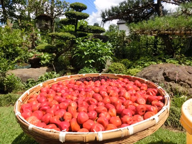 Khi mặt ngoài quả mận bắt đầu mềm ra và chuyển sang màu đỏ tươi, người ta vớt mận ra và phơi ngoài trời từ 2 đến 3 ngày. Khi đã khô, mận được thu vào một chiếc vại khác để ăn dần.