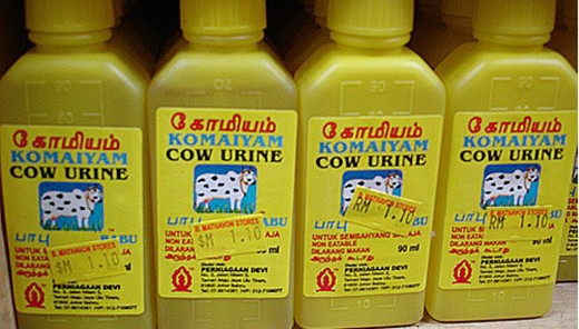 Bên cạnh đó thức uống còn rất bổ dưỡng và không chứa các chất độc hại thường thấy trong nước ngọt, do nước tiểu bò có nhiều giá trị y học dùng vào việc chữa bệnh. Nước tiểu bò còn được đóng chai và bán trên thị trường.