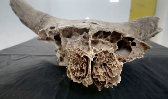 Thông qua nghiên cứu, phân tích những bộ xương động vật trên, các chuyên gia phát hiện chúng được con người thuần phục và nuôi dưỡng các quái thú to lớn như voi, báo... như những con vật nuôi nhỏ bé khác.