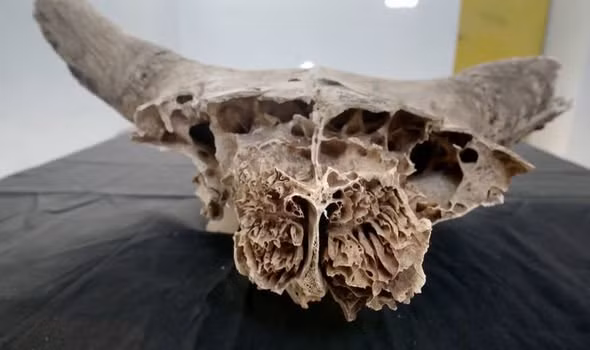 Thông qua nghiên cứu, phân tích những bộ xương động vật trên, các chuyên gia phát hiện chúng được con người thuần phục và nuôi dưỡng các quái thú to lớn như voi, báo... như những con vật nuôi nhỏ bé khác.