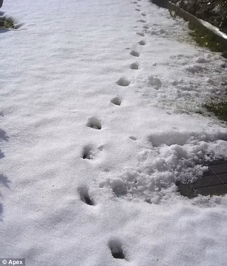 Vào sáng sớm, người dân thức dậy và nhìn thấy những dấu chân bí ẩn in trên tuyết.