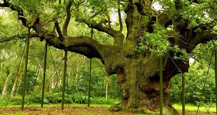 Tuy nhiên, hành động này được giới chuyên gia đánh giá là có hại cho cây sồi cổ thụ. Vì vậy, giới chức Anh và các nhà bảo tồn tiến hành bảo vệ cây sồi.