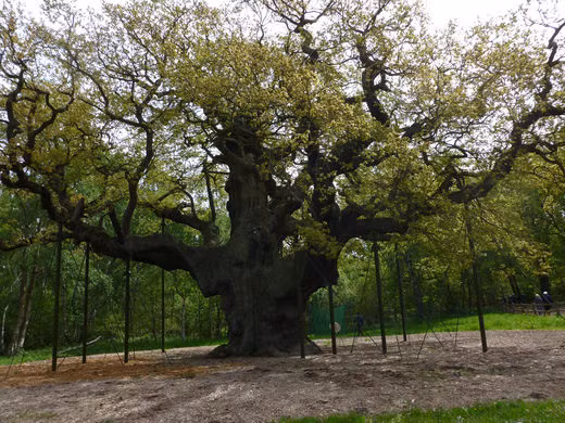 Thêm nữa, cây sồi Vĩ Đại gắn liền với huyền thoại về người hùng Robin Hood chuyên cướp của người giàu chia cho dân nghèo.