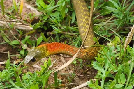 Nếu rắn học trò mở to miệng, há hàm để quặp bằng răng chứa nọc độc thì nạn nhân bị cắn sẽ gặp nguy hiểm đến tính mạng. Chính vì vậy, giới chuyên gia khuyến cáo mọi người không nên chơi đùa hay nuôi rắn học trò.