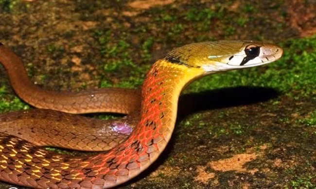 Chính vì vậy, các chuyên gia đưa ra những cảnh báo về loài rắn học trò cực nguy hiểm. Loài rắn này có màu sắc rất đẹp với đầu màu xanh, cổ đỏ, thân nhiều màu sặc sỡ.