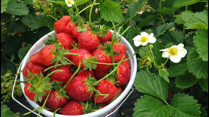 Dâu tây: Chất xơ có thể hòa tan trong dâu tây làm tan cholesterol trong quá trình tiêu hóa trước khi chúng làm tắc động mạch của bạn. Dâu tây cũng chứa những hợp chất giúp tăng cường quá trình lưu thông có tác dụng giống như viagra tự nhiên.