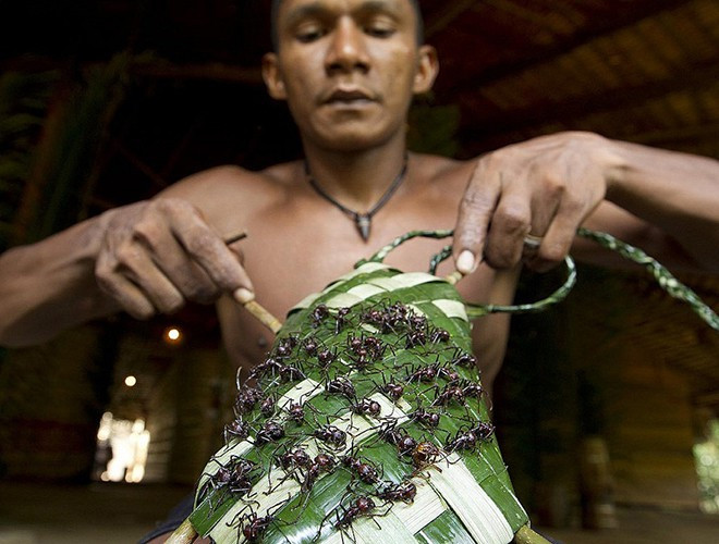 Kiến đạn có tên khoa học là Paraponera clavata. Loài kiến này được mệnh danh là một trong những "bậc thầy" gây đau đớn nhất trong thế giới động vật với vết cắn đau buốt như đạn bắn. Do đó, nghi lễ của người Satera Mawe được xem là nghi lễ trưởng thành man rợ nhất hành tinh.