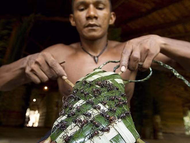 Kiến đạn có tên khoa học là Paraponera clavata. Loài kiến này được mệnh danh là một trong những "bậc thầy" gây đau đớn nhất trong thế giới động vật với vết cắn đau buốt như đạn bắn. Do đó, nghi lễ của người Satera Mawe được xem là nghi lễ trưởng thành man rợ nhất hành tinh.