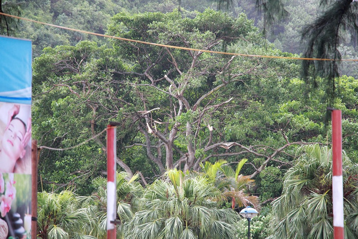 Và tan tác do gió bão.