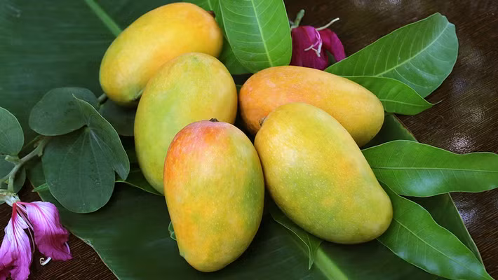 Nhưng đối với phụ nữ đang giảm cân thì tốt nhất nên tránh, vì xoài cũng rất giàu calo, nếu ăn nhiều sẽ gây tích tụ mỡ và gây béo phì. Vì vậy, trong thời gian giảm cân, bạn hãy từ chối xoài, điều này giúp bạn giảm cân và giữ dáng.