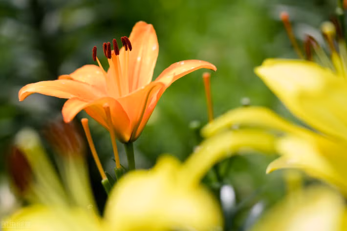 Theo đó, các phần rễ củ, lá và hoa là những bộ phận của cây đều được sử dụng để làm món ăn, vị thuốc.