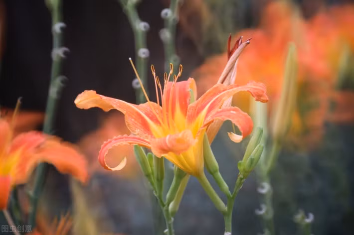 Cững lưu ý thêm, nếu bảo quản hoa hiên làm thuốc, phải bọc kín, cất trữ nơi thoáng mát, nhiệt độ phòng, tránh tiếp xúc trực tiếp với ánh nắng mặt trời. Không nên để có mối mọt, sâu bọ.