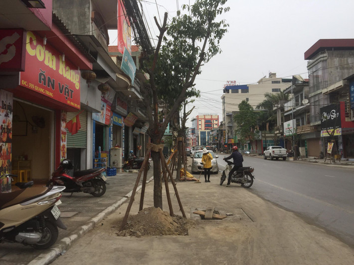 Hàng cây không được trồng trên vỉa hè như trước.