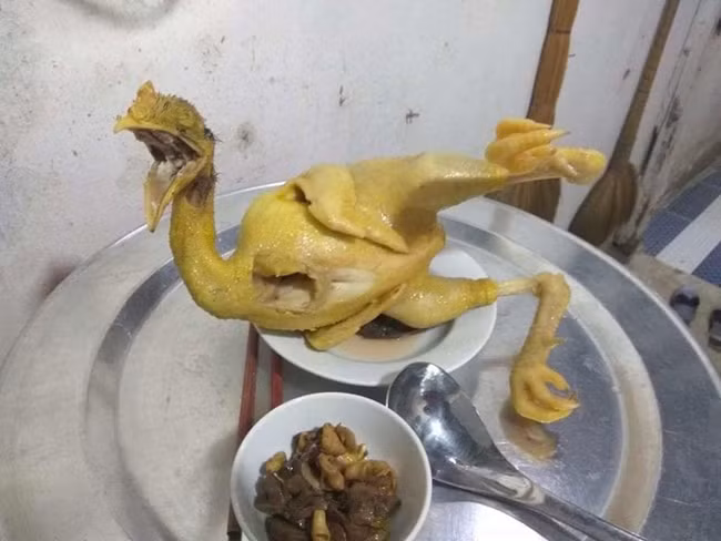 Chú gà có lẽ đã đứng quá mỏi nên chuyển sang tư thế nằm nghiêng.