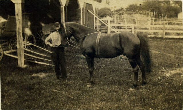 Người đàn ông Mỹ chụp ảnh bên con ngựa tại trang trại của mình ở Springfield, Massachusetts.