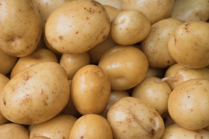Khoai tây: Các bác sĩ vẫn khuyên người bệnh gút ăn khoai tây, bởi vì trong thành phần hóa học của khoai tây hầu như không hề có nhân purine.