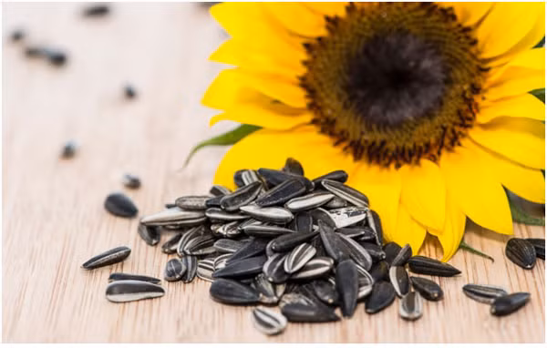 Hạt hướng dương có chứa hàm lượng protein và chất béo tốt khá cao. Nửa chén hạt hướng dương chứa 14,6 gram chất đạm.