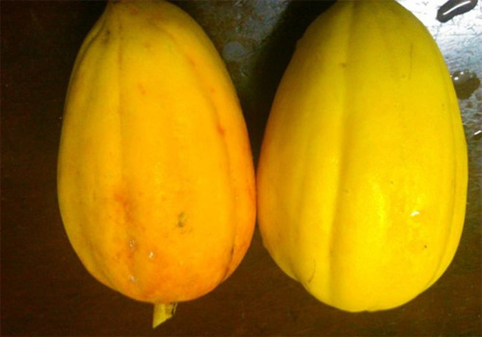 Đu đủ ngâm hóa chất thì có mùi rất nồng và gắt, da láng bóng nhưng cứng, cuống còn xanh.