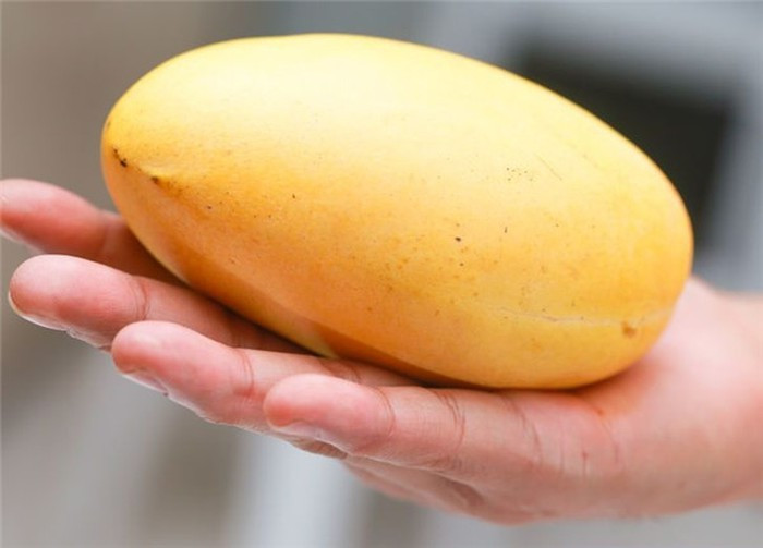 Xoài là loại quả thơm ngon thường được sắm dịp Tết nhưng nó cũng rất hay tẩm hóa chất. Vì vậy, xoài ngon thường có màu vàng sáng hoặc xanh trông đẹp mắt.