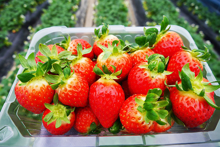 Dâu tây cung cấp nguồn vitamin C nhiều gấp 1,5 lần so với cam và gấp 10 lần so với táo. Do đó, khi ghé thăm Hàn Quốc vào mùa Xuân, du khách có cơ hội thưởng thức nhiều món ăn làm từ dâu tây như bánh mứt, sinh tố...Ảnh: Internet.