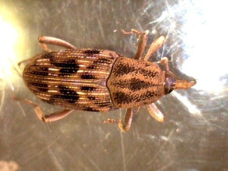 Mọt cọ châu Phi cũng là một món ăn kinh dị của châu Phi. Cách chế biến mọt cọ châu Phi cũng khá đơn giản, sau khi bắt được một con thì chỉ cần loại bỏ phần đầu, đưa vào miệng và... nhai hoặc người ta cũng có thể đem chiên rán. Nhìn thì có vẻ kinh dị nhưng loài côn trùng này chứa nhiều dinh dưỡng tốt cho sức khỏe.