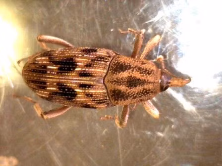 Mọt cọ châu Phi cũng là một món ăn kinh dị của châu Phi. Cách chế biến mọt cọ châu Phi cũng khá đơn giản, sau khi bắt được một con thì chỉ cần loại bỏ phần đầu, đưa vào miệng và... nhai hoặc người ta cũng có thể đem chiên rán. Nhìn thì có vẻ kinh dị nhưng loài côn trùng này chứa nhiều dinh dưỡng tốt cho sức khỏe.