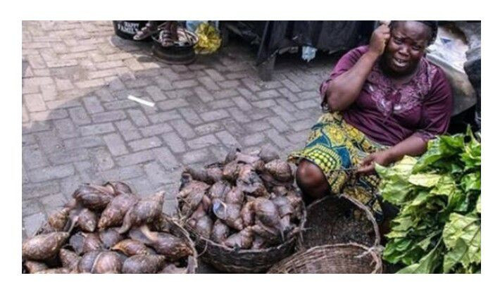 Ốc sên châu Phi sinh sản rất nhanh, nó chứa nhiều ký sinh trùng nên nếu không chế biến kỹ, nó trở thành mối nguy hiểm của con người.