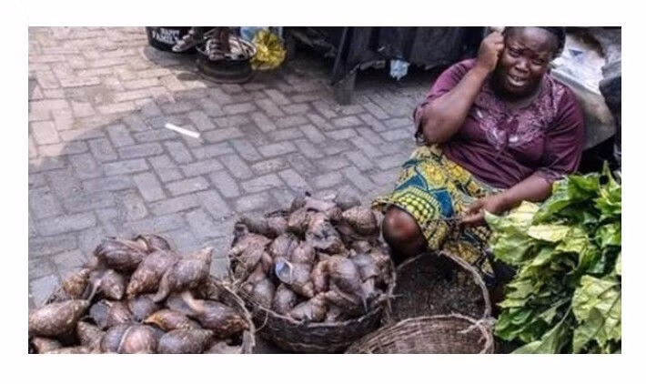 Ốc sên châu Phi sinh sản rất nhanh, nó chứa nhiều ký sinh trùng nên nếu không chế biến kỹ, nó trở thành mối nguy hiểm của con người.