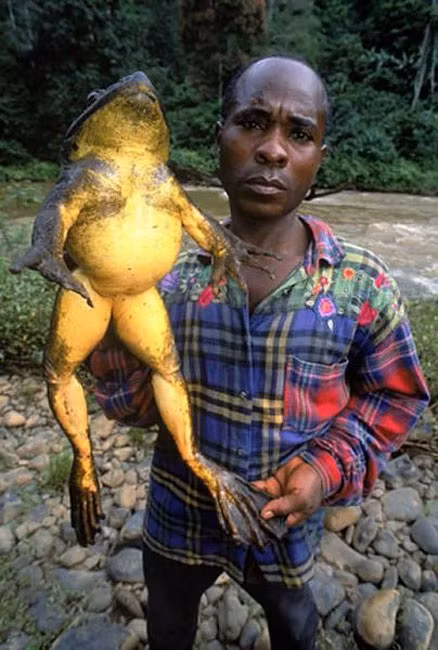 Một con ếch như thế này khoảng vài người mới có thể ăn hết. Nó rất khó để đánh bắt, mùi vị của chúng không thua gì những con ếch thông thường. Ảnh: Internet.