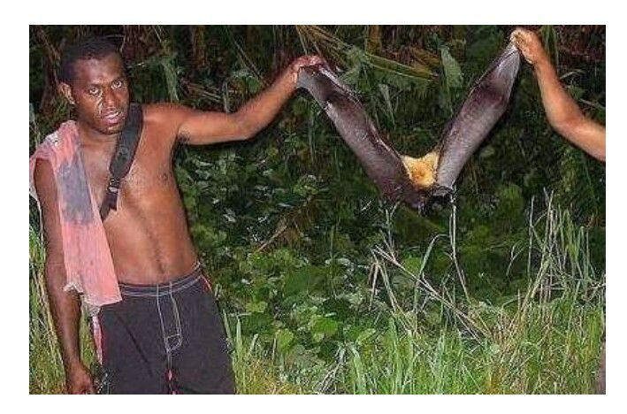 Dơi trái cây là món đặc sản kinh dị của người dân địa phương. Những con dơi này thường ăn hoa quả nên chúng rất sạch và thịt của chúng cũng rất thơm ngọt. Tuy nhiên, hình dạng trông giống như một con chó con có cánh khiến ai cũng không dám nhìn khi thưởng thức.