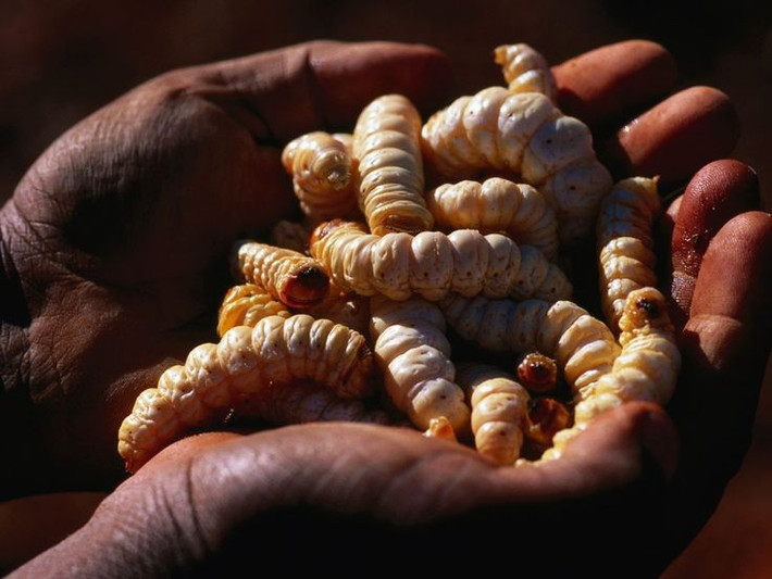Nếu bạn đủ can đảm cho những con sâu béo nhung nhúc này vào miệng, đây chắc chắn sẽ là một trải nghiệm vô cùng khó quên.