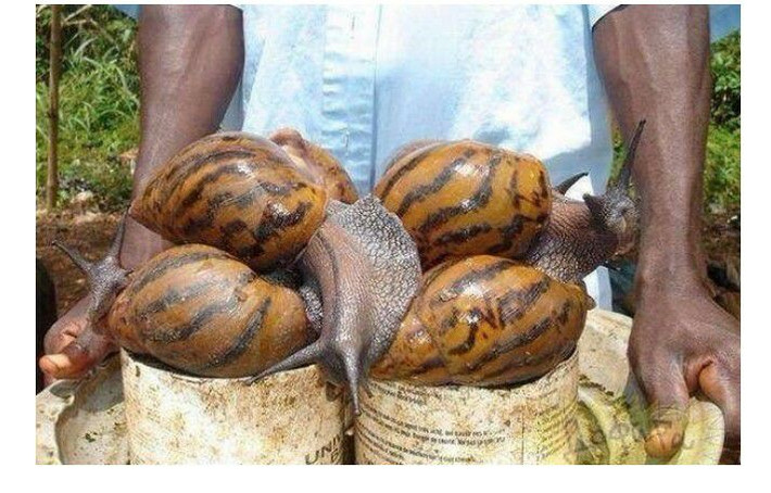 Ốc sên khổng lồ: Loại ốc này được tìm thấy ở quốc gia Madagascar, Đông Phi, nó sinh sôi và phát triển rất nhiều ở vùng nhiệt đới. Mặc dù hình dáng và kích thước của nó khiến nhiều người cảm thấy rất sợ hãi, nhưng chúng là một trong những món ăn siêu kinh dị được người châu Phi rất thích ăn.