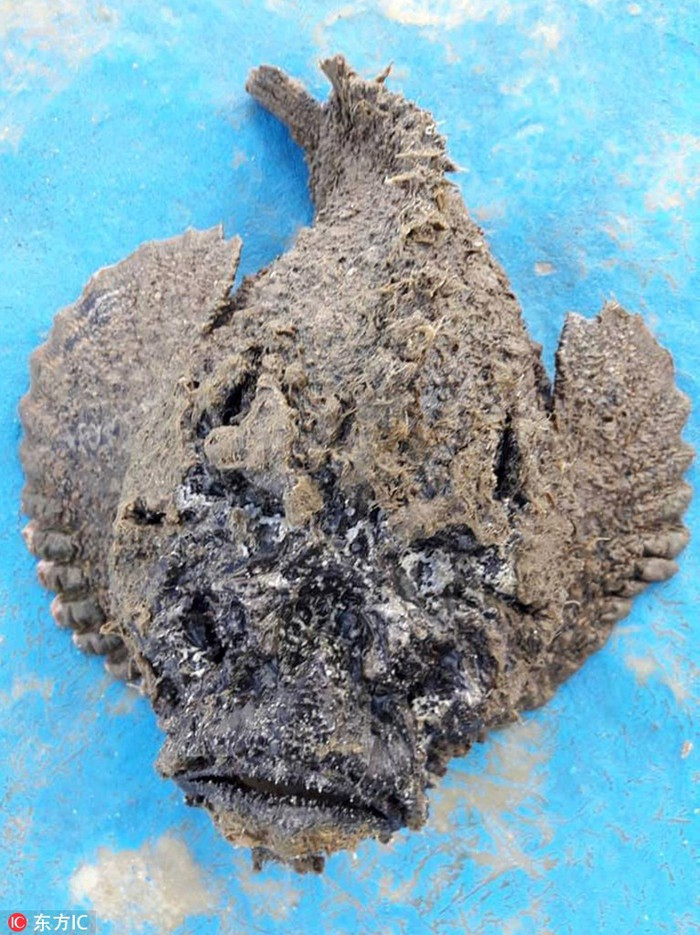 Cá đá hay cá mặt quỷ là một loài cá có vẻ ngoài xấu xí, rất độc, thường sống dưới đá trong ao hồ sông suối nước ngọt. Loài cá này ban đầu xuất hiện ở Đài Loan, sau đó lan rộng ra các vùng ở Quảng Đông, Chiết Giang, Trung Quốc.