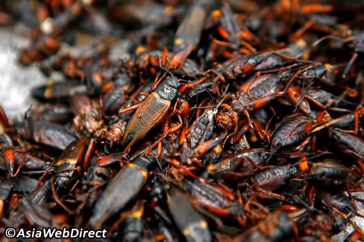 Những món ăn chế biến từ côn trùng là một thực phẩm tuyệt vời và thịnh hành ở Thái Lan.