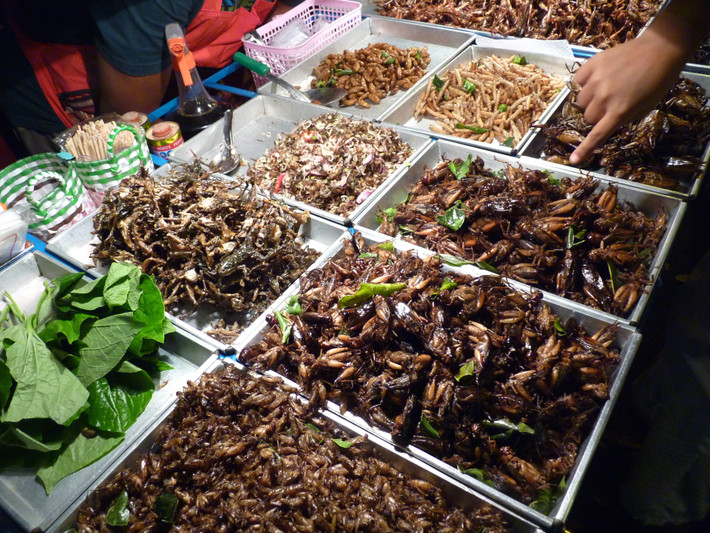Người ta thường bắt châu chấu chất lượng tại những cánh đồng bắp vì chúng thường ăn bắp. Do ăn bắp nên trong dạ dày của chúng có đường, vì thế khi chiên, châu chấu có vị rất ngon. Khi chiên, châu chấu cũng có mùi thơm hơn các loài côn trùng khác. Ảnh: Internet.