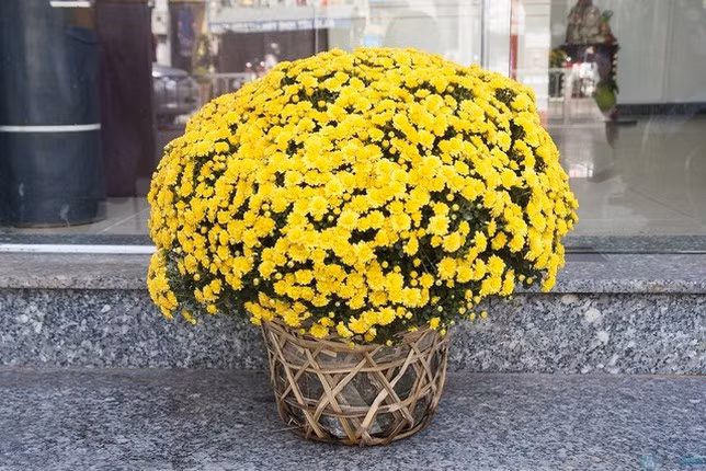 Hoa cúc giúp loại bỏ các chất gây ô nhiễm nguy hiểm như formaldehyde, amoniac, benzen và trichloroethylene được thải ra từ nhiều đồ gia dụng thông thường.