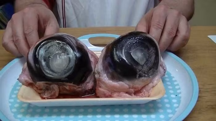 Ở Phú Yên, mắt cá ngừ được chế biến thành nhiều món ăn khá đa dạng như chưng cách thủy, nấu canh... nhưng nổi tiếng nhất là món mắt cá ngừ tiềm thuốc bắc rất bổ dưỡng.