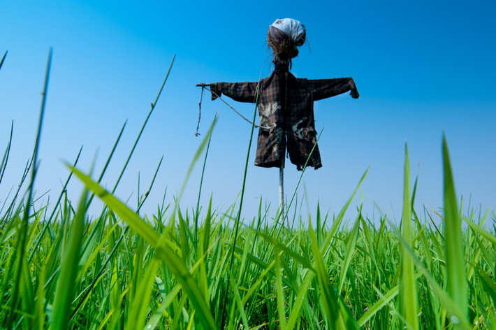 Để lính Đức mắc bẫy, binh sĩ Pháp đặt những chiếc mũ của họ lên đầu các con bù nhìn. Khi sương mù dày đặc, những con bù nhìn nhìn giống như người thật.