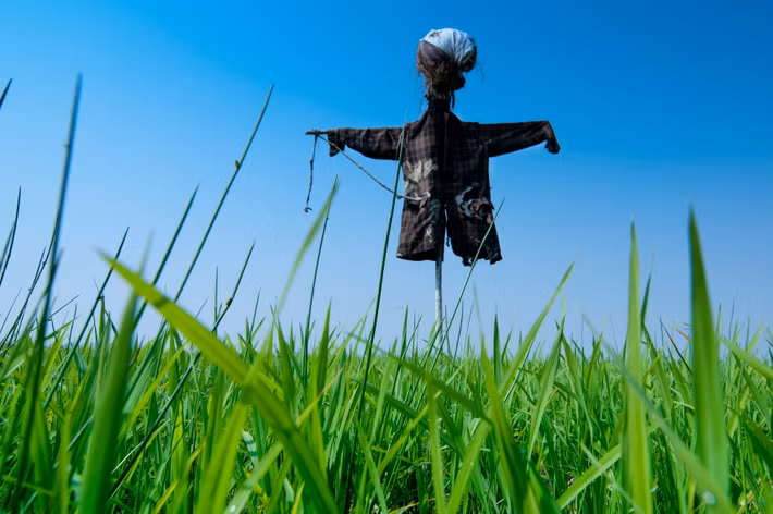 Để lính Đức mắc bẫy, binh sĩ Pháp đặt những chiếc mũ của họ lên đầu các con bù nhìn. Khi sương mù dày đặc, những con bù nhìn nhìn giống như người thật.