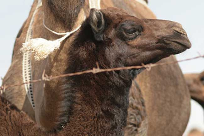 Hội chứng hô hấp Trung Đông (MERS): Căn bệnh hô hấp này gây sốt, ho và thở gấp. Nghiên cứu cho thấy bệnh này lây qua đường không khí và lạc đà là những vật chủ nhiễm bệnh đầu tiên.
