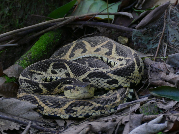 Rắn jararacussu là một trong những loại rắn độc lớn nhất ở Brazil. Những cá thể trưởng thành có thể sở hữu chiều dài đến 2m.