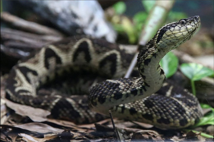 "Chúng tôi đã chứng minh được thành phần nọc rắn này có thể ức chế một loại protein rất quan trọng của virus corona", Rafael Guido, Giáo sư Đại học Sao Paulo và là tác giả của nghiên cứu cho biết.