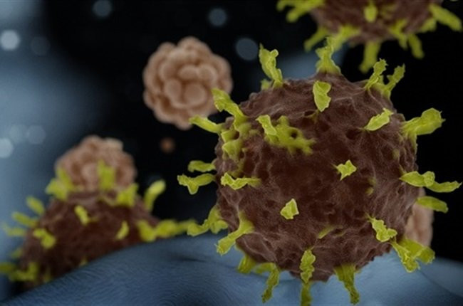 Ba loại virus mới được phát hiện trong dơi móng ngựa ở Lào đều có điểm giống với SARS-CoV-2 ở một bộ phận quan trọng trong bộ gene được gọi là vùng liên kết thụ thể (Receptor binding domain - RBD) hơn các loại virus mà con người từng phát hiện.